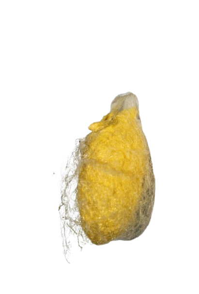 silk image