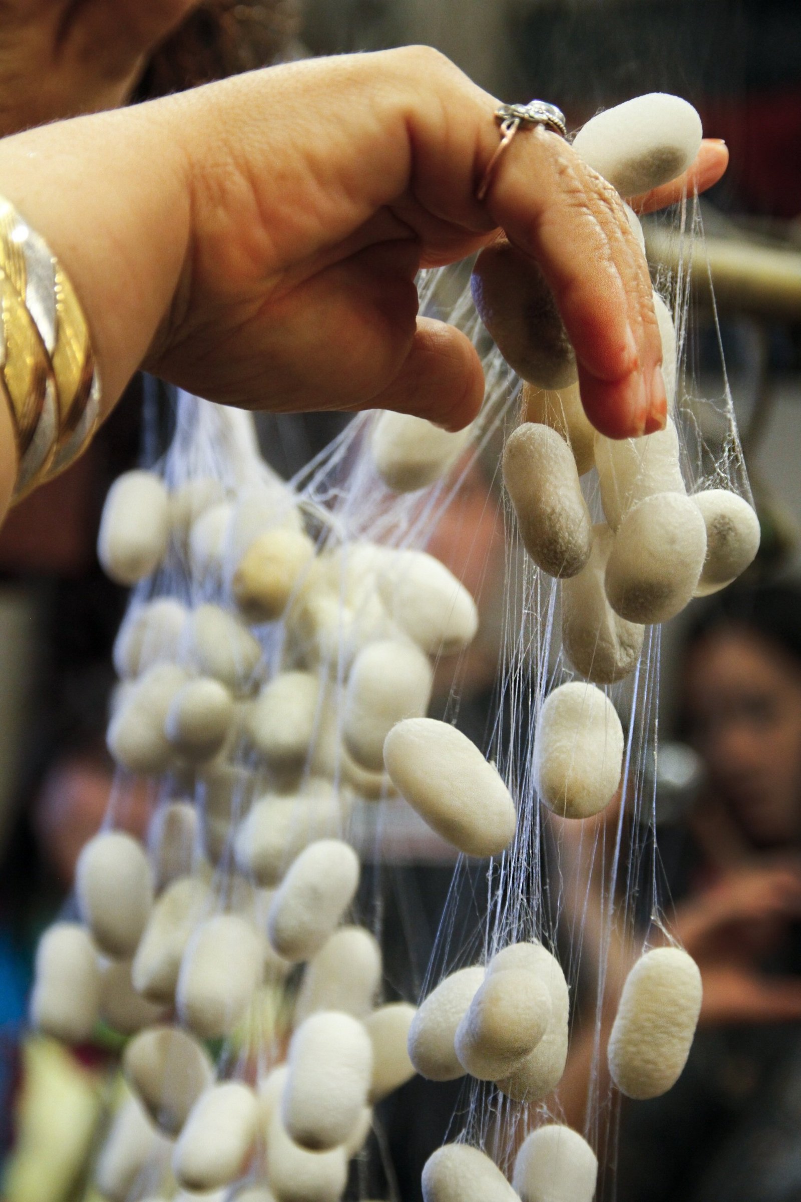 Silkworm